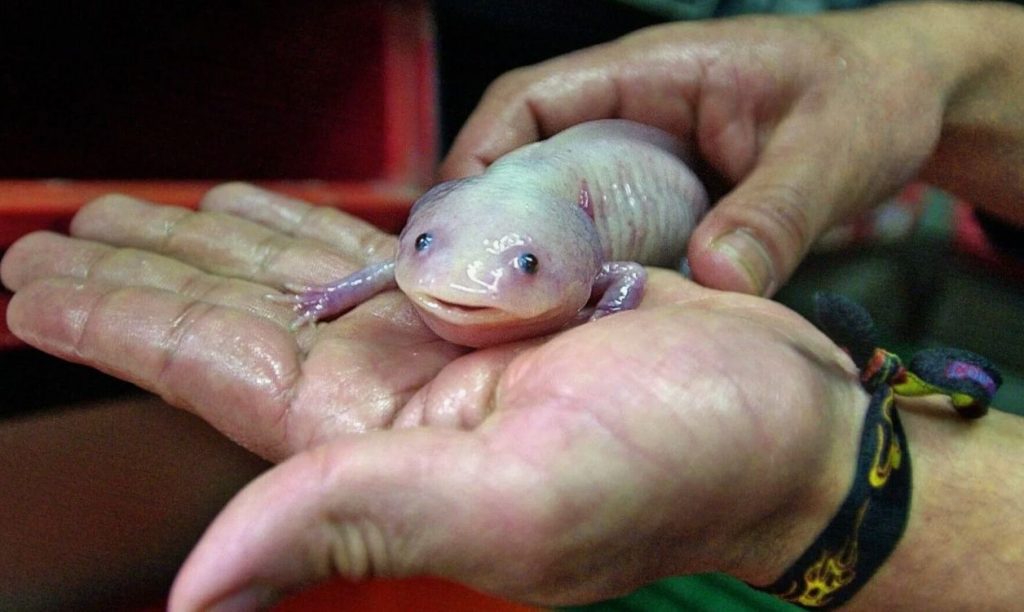Axolotl on igavesti noor?