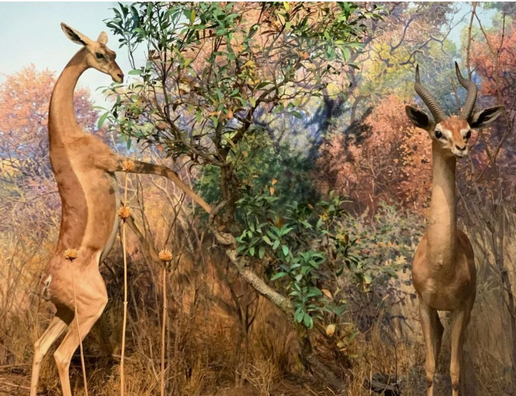 Gerenuk: võõras välimus ja „püstijalu“