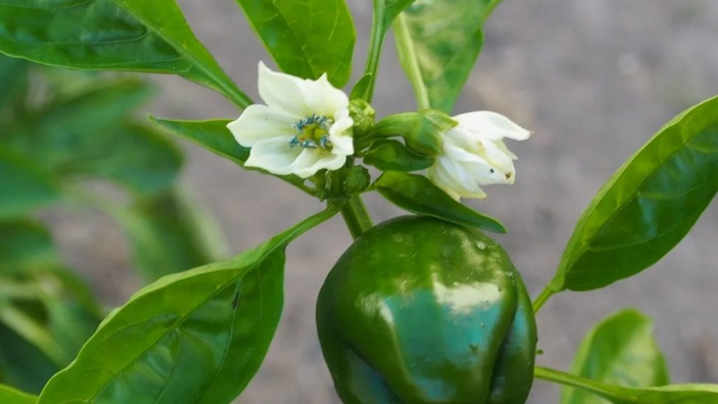 Miks paprika ei seisa: süüdi võib olla see ilmne hooldusviga