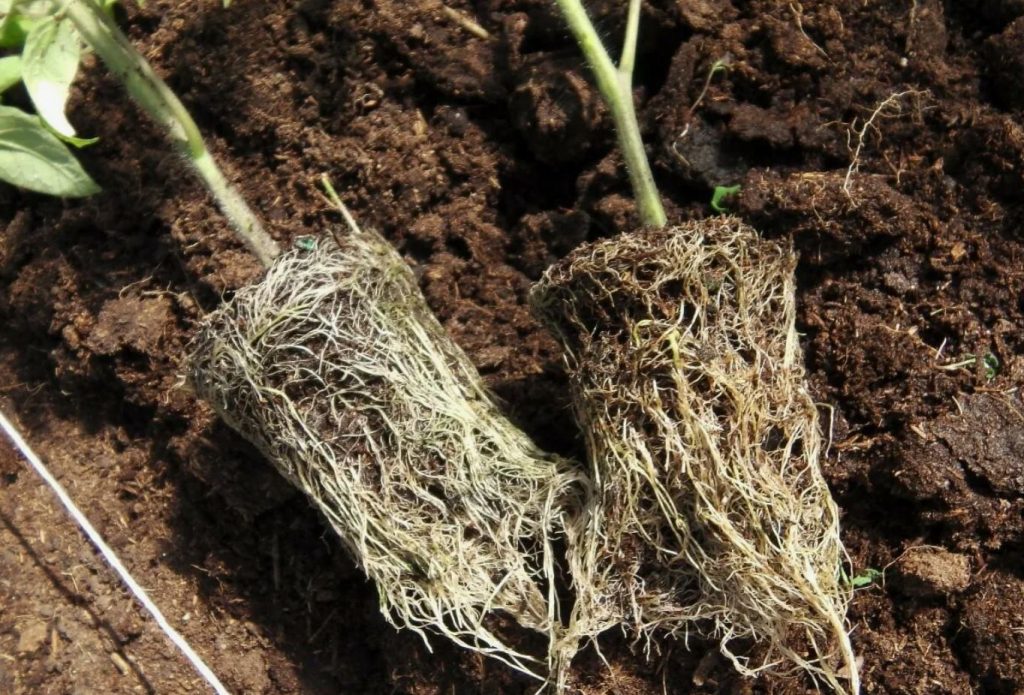 Lõpetage tomatite niimoodi kastmine: viga, mille tõttu kaotate kuni 40% saagist
