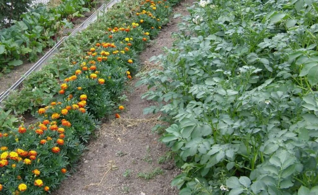 Hämmastav naabrus: istutage see kartuli kõrvale ja Colorado mardikas kaob