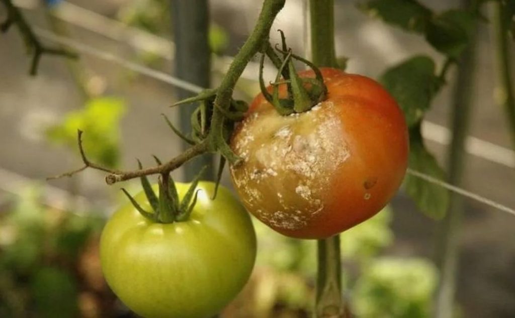 Unustage jood ja mangaan! Mida tegelikult kasutatakse tomatite haiguste ja kahjurite vastu juunis