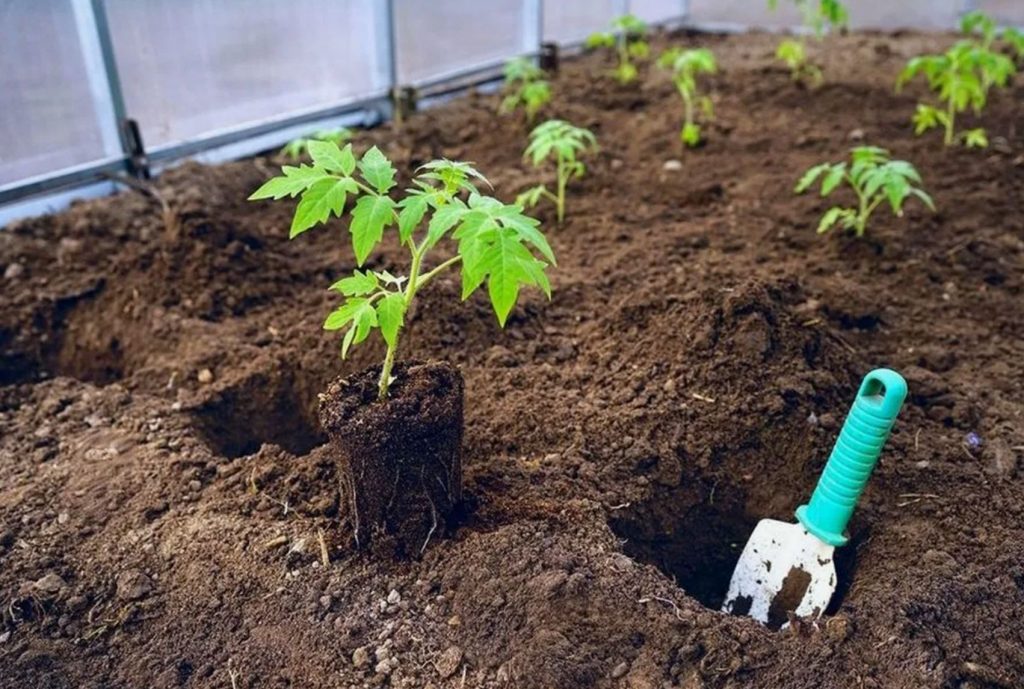 Kas olete just istutanud paprika ja tomatid? Tehke seda kiiresti, muidu põlevad taimed päevaga ära