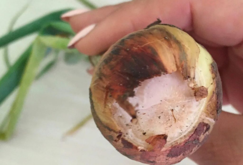 Fusarium (põhja mädanik): mis haigus see on ja kuidas seda ravida