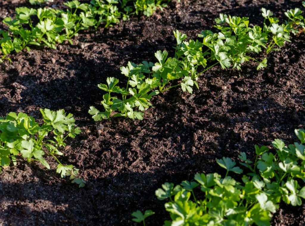 Petersell tärkab 3 tunniga – ja asi pole sordis, vaid lihtsas saladuses
