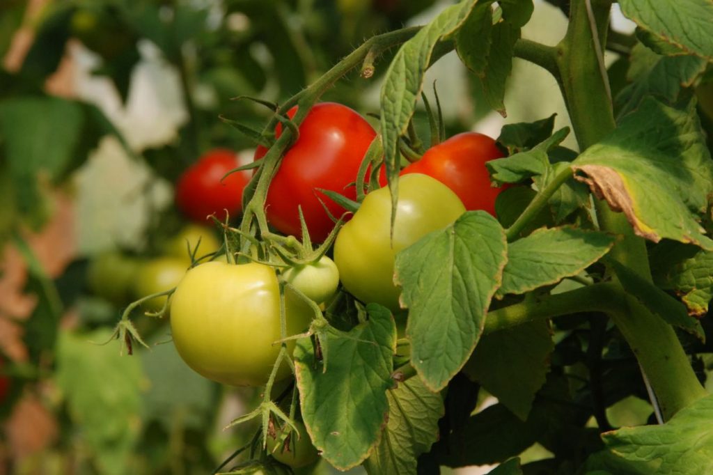 Kuidas saada tomatite ämber põõsast: juunis õitsemise ajal tehtav väetamine, mida teevad üksikud