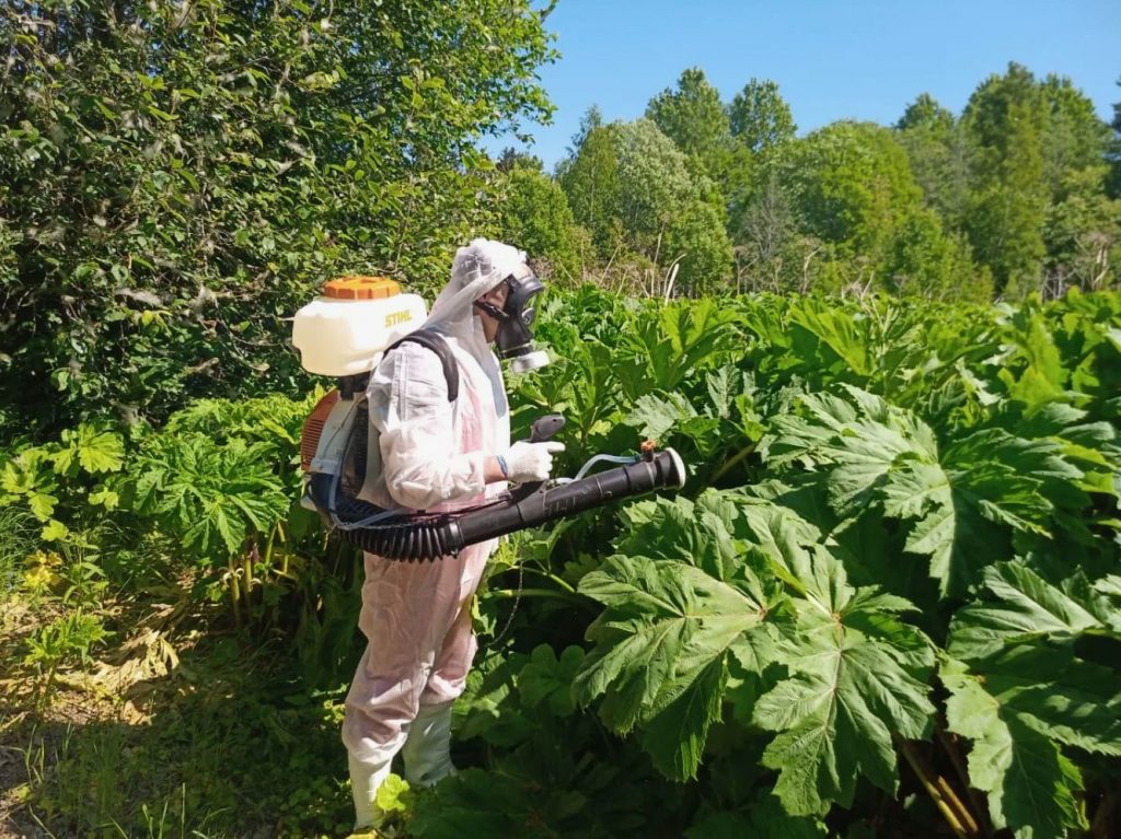 Kuidas hävitada karuputk: ükski herbitsiid ei suuda selle vahendiga võistelda tõhususe poolest