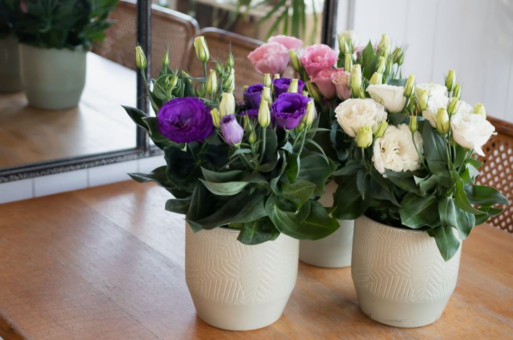 Eustoma ümberistutamise saladused: kuidas vältida vigu ja kasvatada meistriteos