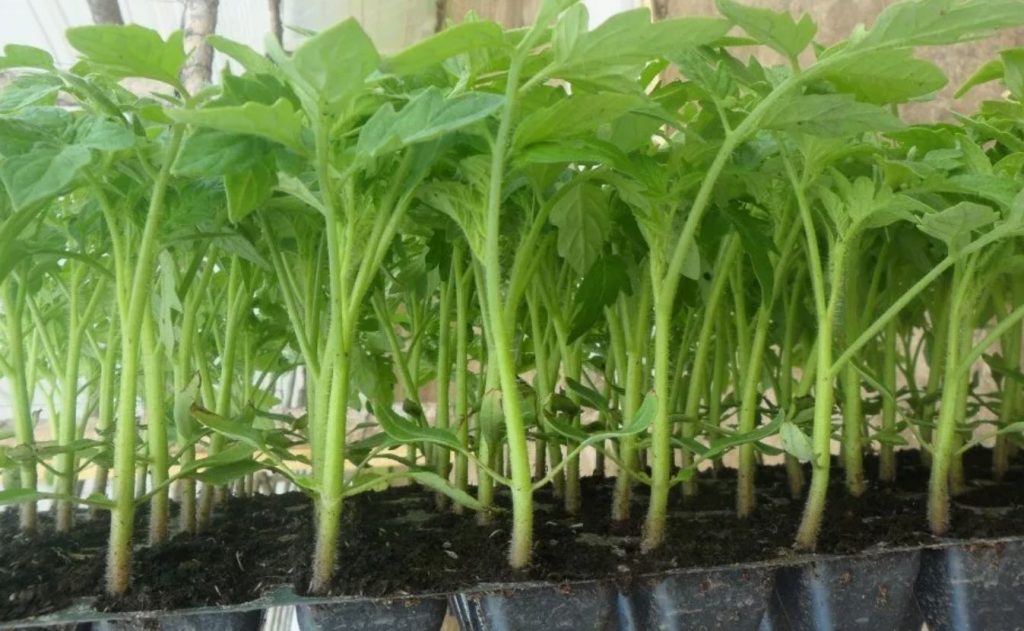 Mis juhtus teie tomatitega pärast karastamist? Keegi ei räägi sellest lihtsast sammust enne istutamist