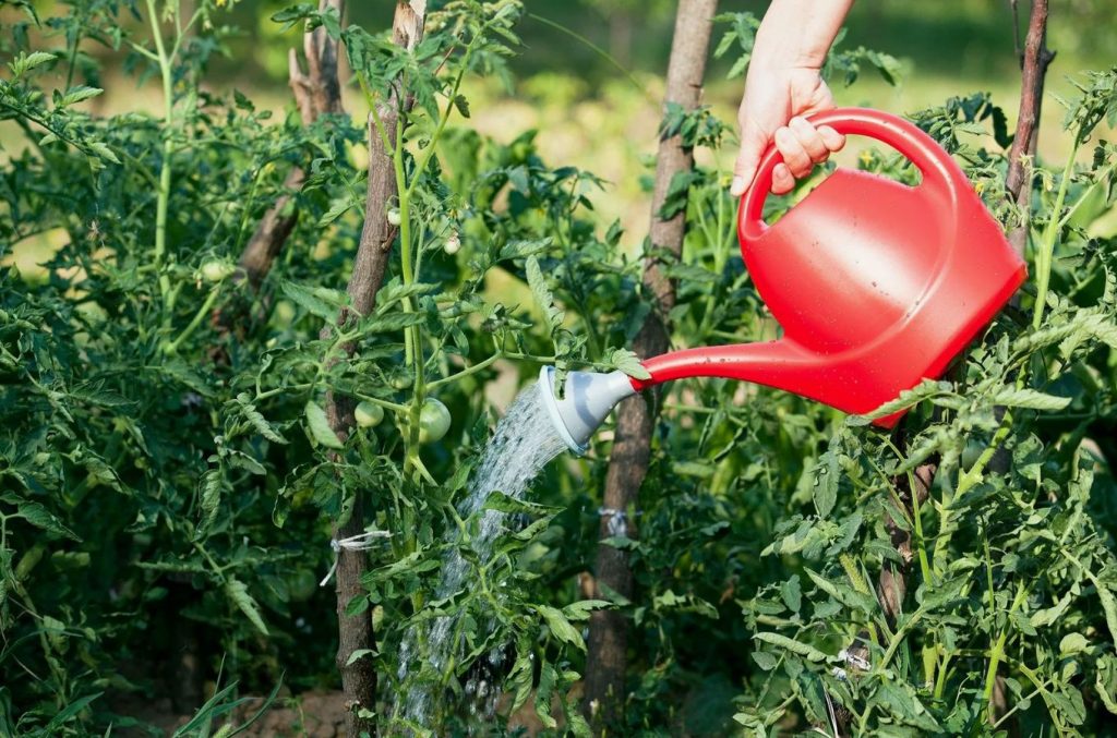 Hooldusvead või ilmastiku kapriisid? Miks tomatitel tegelikult õied maha kukuvad