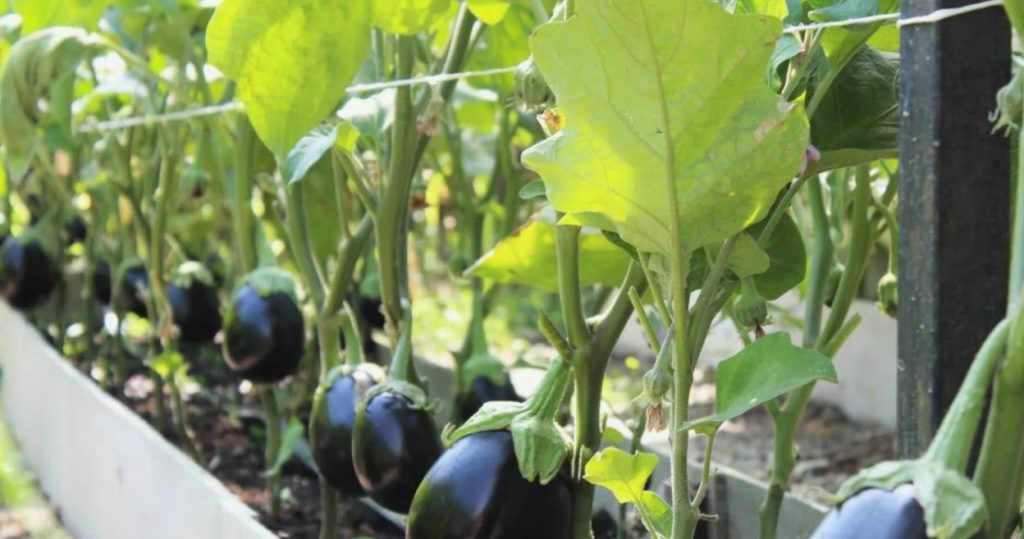 Agroonome on aastakümneid varjanud üht lihtsat nippi, mis muudab tavalised baklažaanipeenrad tõelisteks rekordsaagikateks
