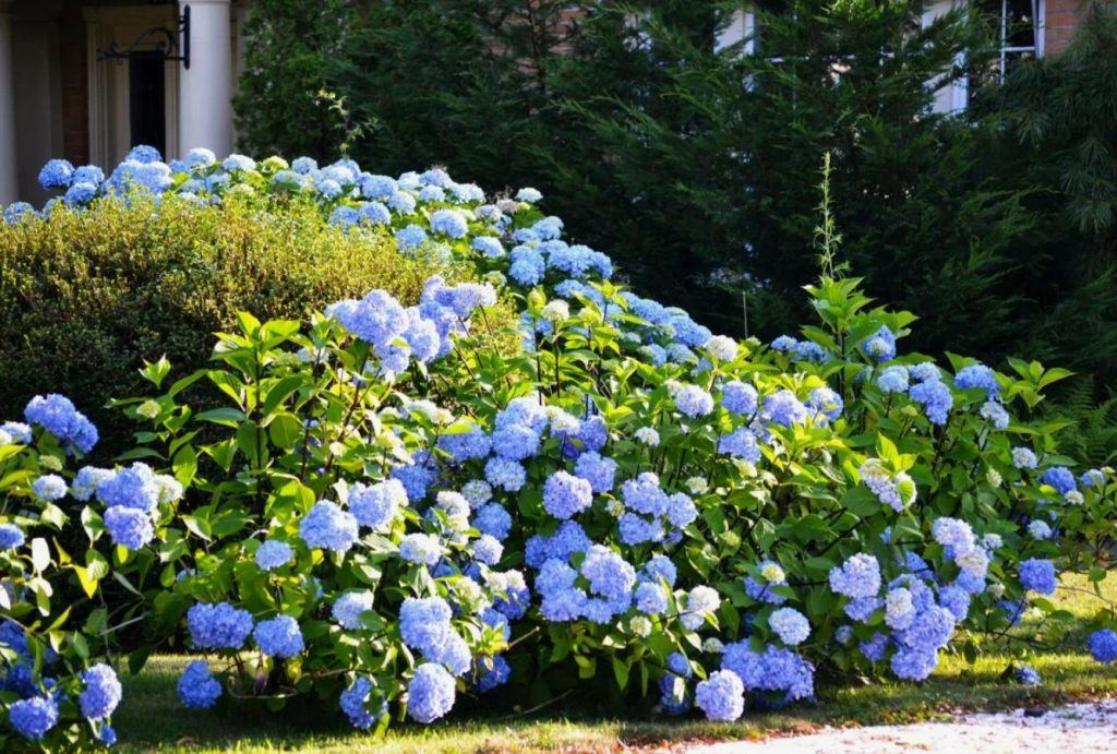 Kas süüdi on puukooli müüjad? Miks hortensia muutis värvi sinisest roosaks