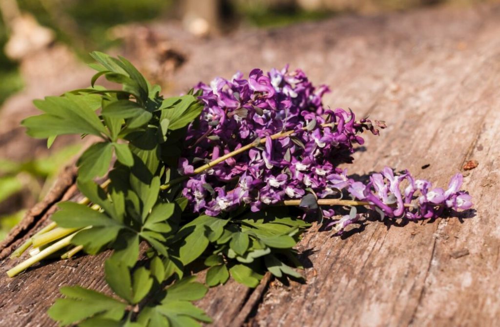 Lilled kohalike biotoopide hauale – lupiin vallutab Eesti looduse