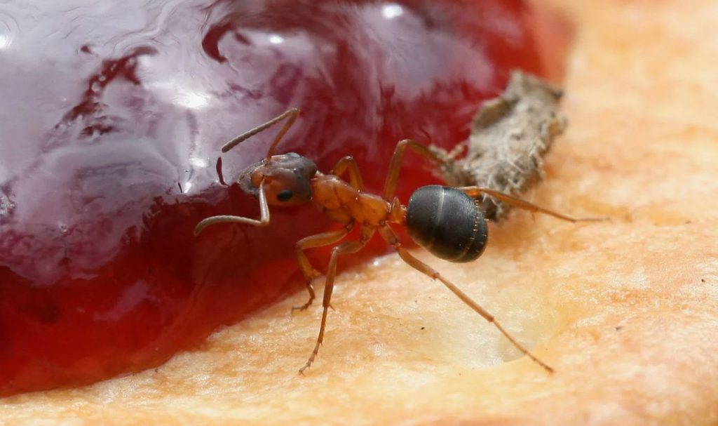 Sipelgad on võitnud? Kogenud inimesed soovitavad võtta need kaks vahendit – probleem on lahendatud