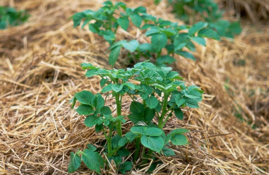 Kurkud surevad kummalise võrgustiku tõttu? Võtke kiiresti kasutusele lihtsad meetmed, et päästa saak puugist