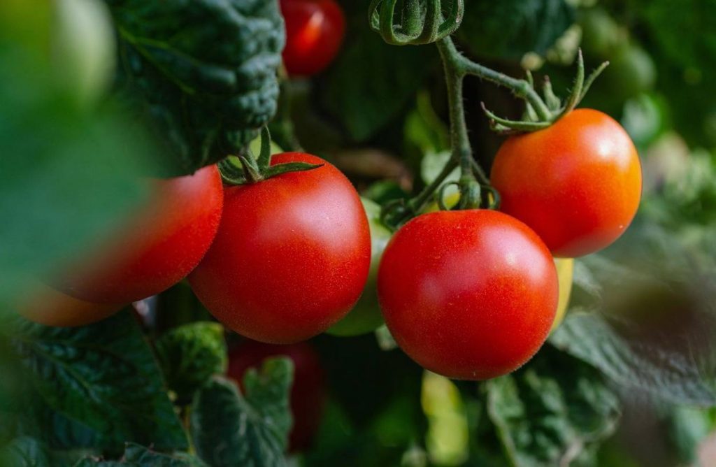 Pidage lõplikult meeles: nende taimede kõrval ei tohi kunagi hoida tomateid