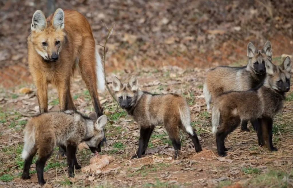 Raske hunt. See kiskja saab kergesti linnu