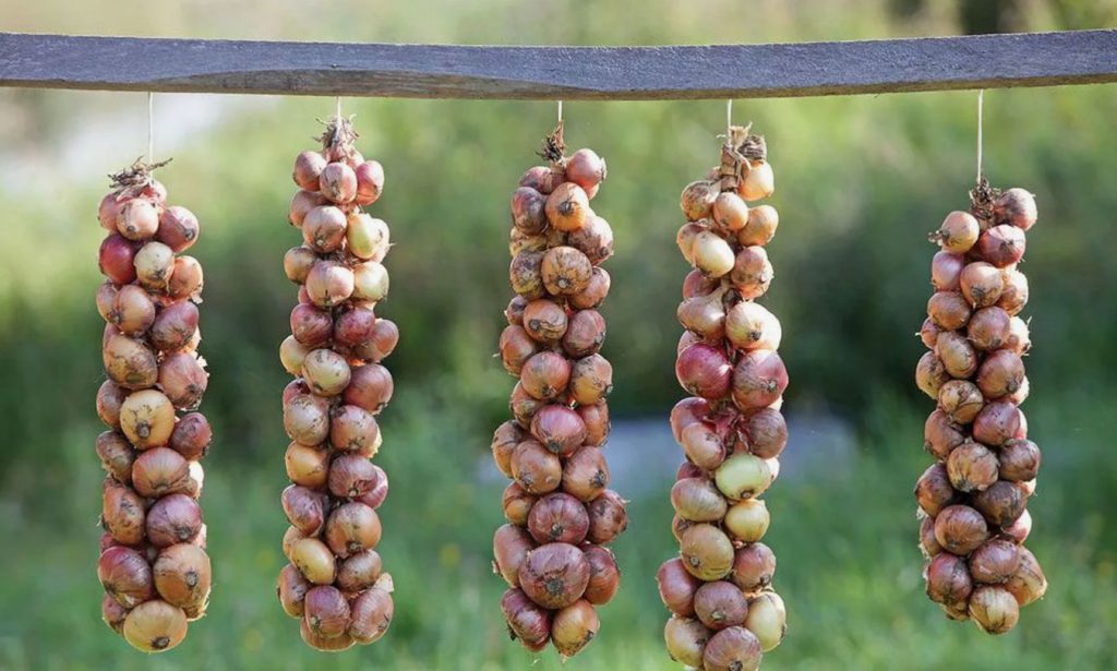 Kas sibulad mädanevad laos? Saladus ei ole keldris, vaid ebatavalises vannis enne kuivatamist