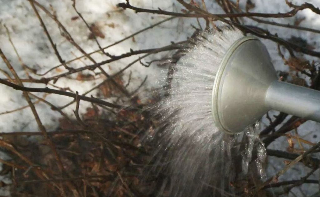 Tahad oma karusmarjadest kaks korda rohkem marju? Järgige seda lihtsat tegevust