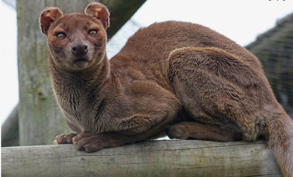 Fossa: transsooline loom, kes maskeerib end isaseks, et vältida vägivalda