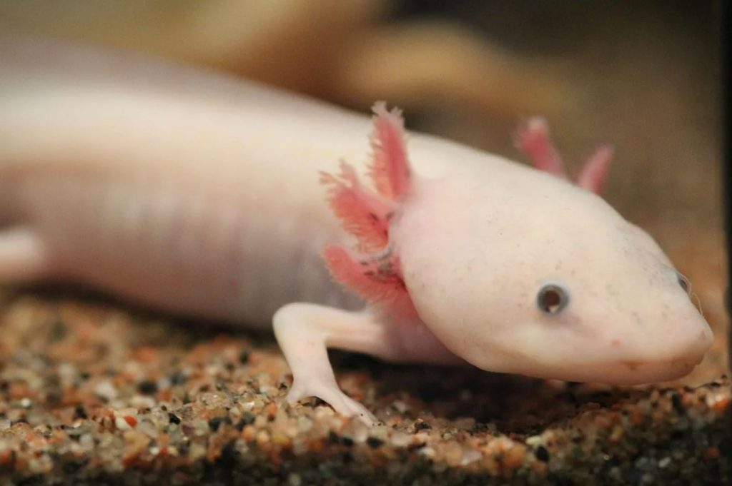 Axolotl on igavesti noor?