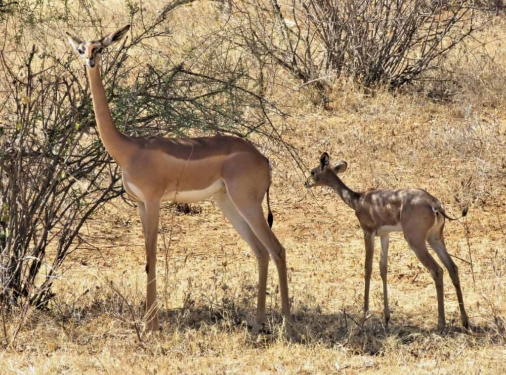 Gerenuk: võõras välimus ja „püstijalu“