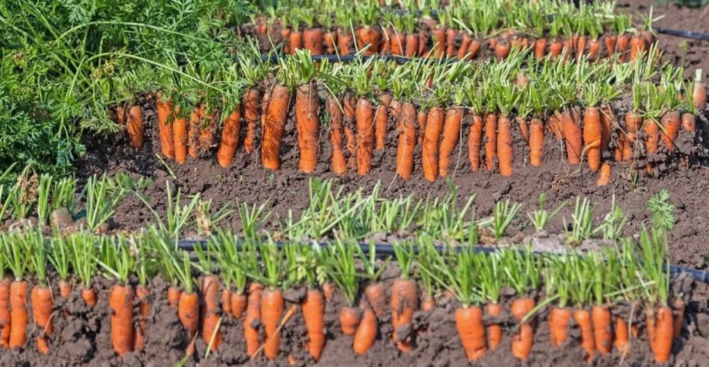 Tahad kasvatada uskumatult magusaid porgandeid? Lõpetage kastmine täielikult nendel juulikuu päevadel