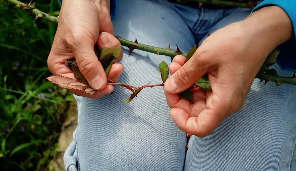 Juuni lõpp on rooside jaoks kõige tähtsam aeg! Tehke seda pimedate võrsetega - õitseb kuni septembrini