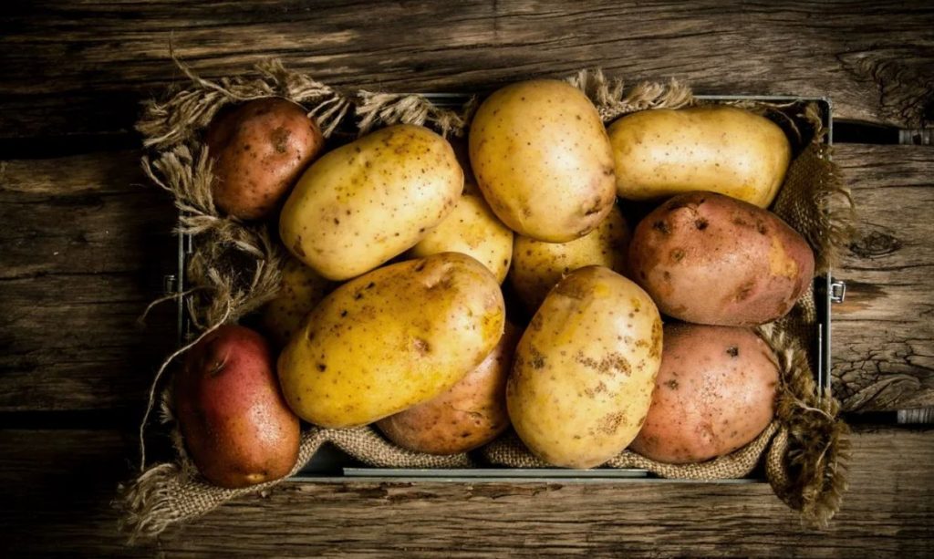 Rikkaliku kartulisaagi saladus: tänu sellele imelisele 4 lihtsast koostisosast koosnevale väetisele saan ühe põõsa kohta terve ämbri kartulit