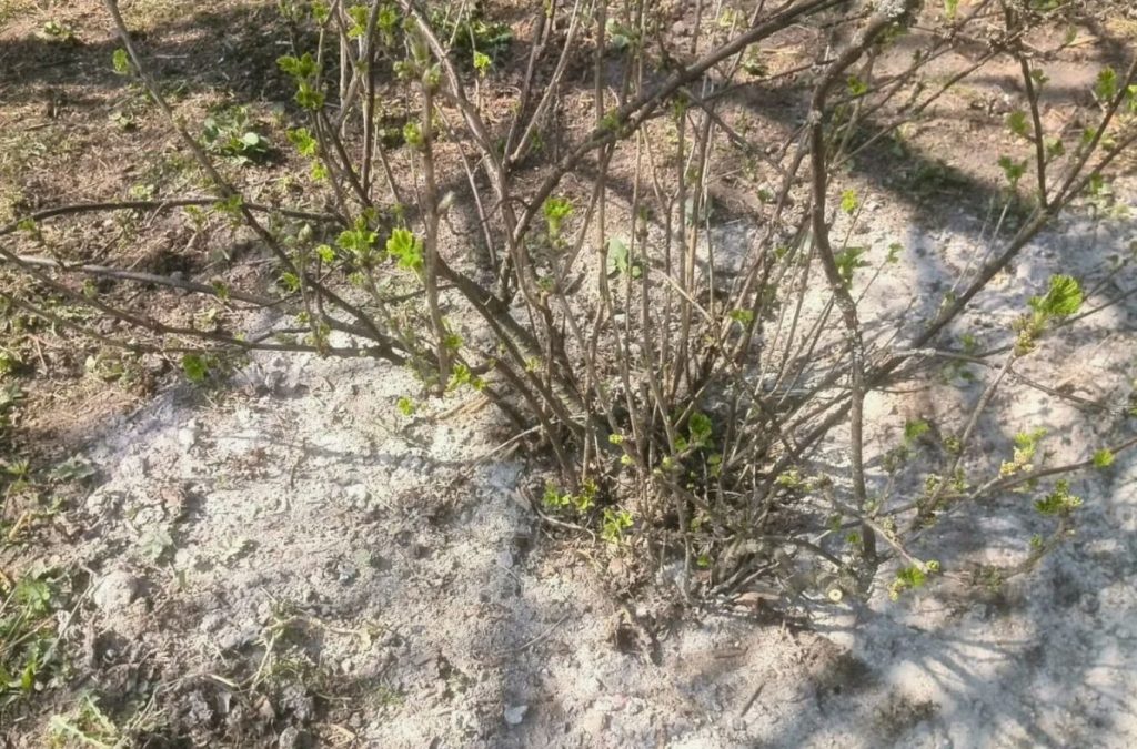 Toidu sooda ei ole ainult asendamatu toode köögis, vaid ka tõhus vahend sõstra põõsaste kaitsmiseks kahjurite ja haiguste eest