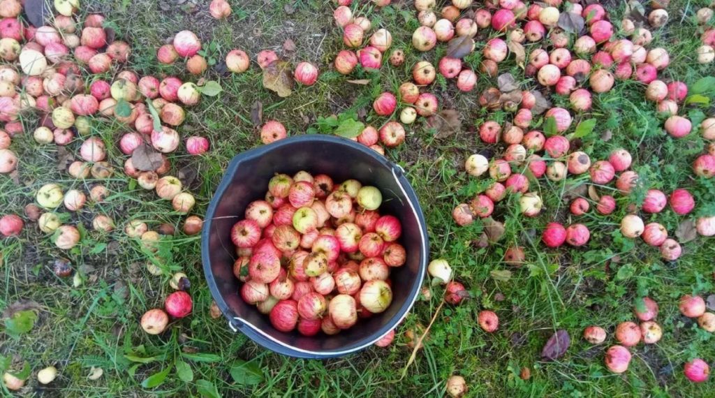 Kuidas kaitsta õunapuid viljakärbse eest tõhusate meetoditega: saagi kaitse