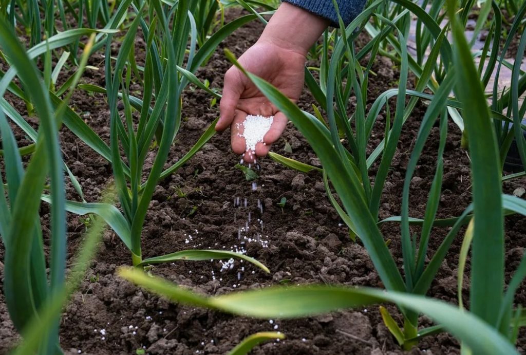 Fusarium (põhja mädanik): mis haigus see on ja kuidas seda ravida
