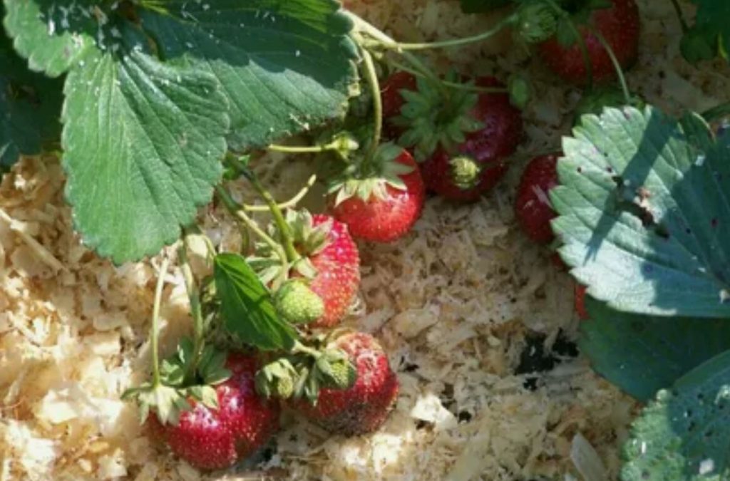 Ära lase oma maasikatel närbuda: lihtne elutarkus, mis aitab saaki säilitada