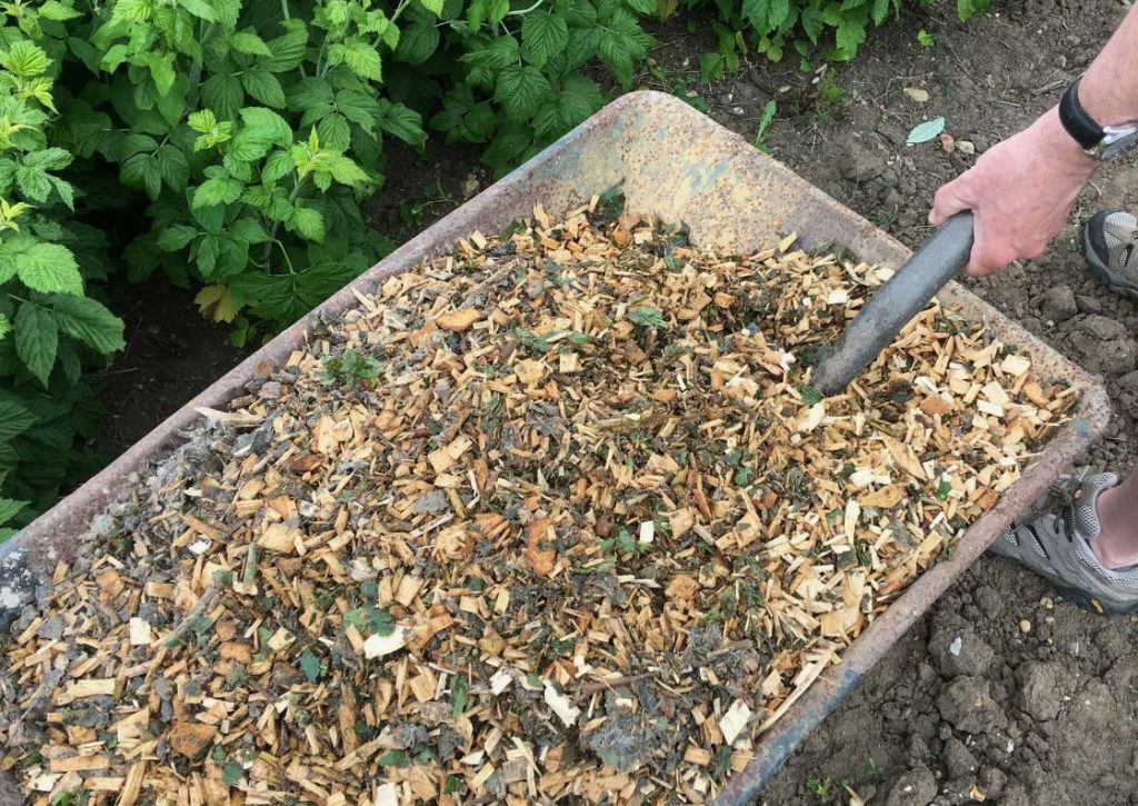 Mahlaka karusmarja saladus kuumal ajal: lihtsalt kata maapind põõsa all sellega