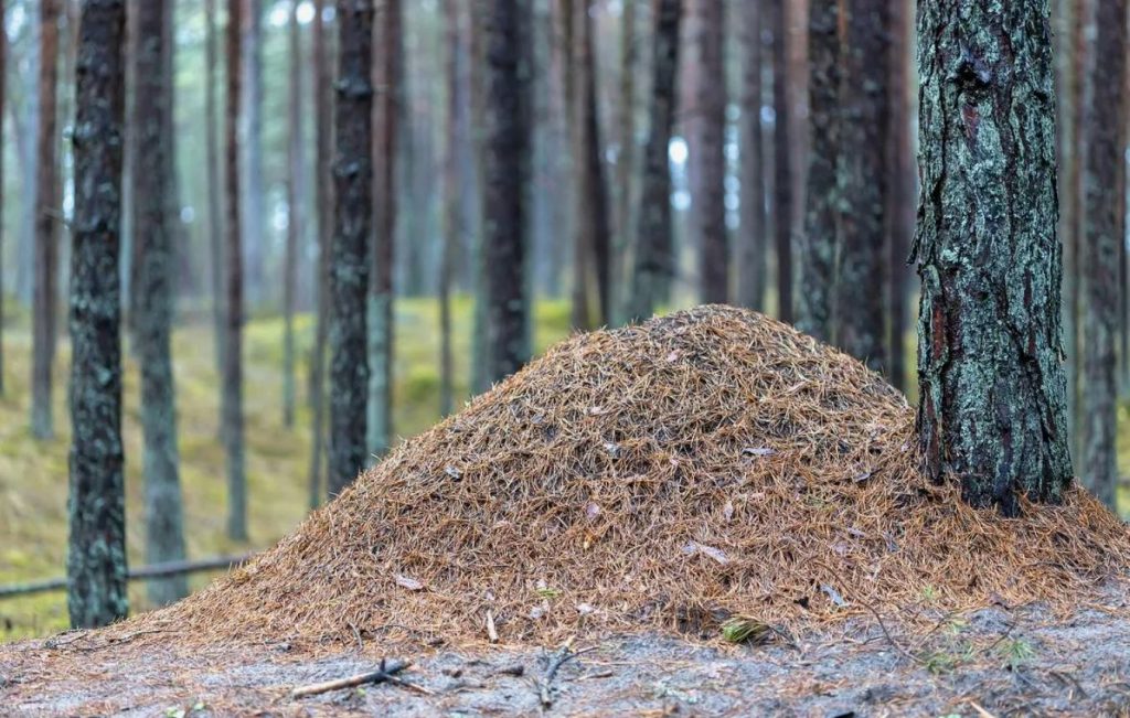 Aiapidaja salarelv: sipelgad kaovad jälgi ja skandaali jätmata