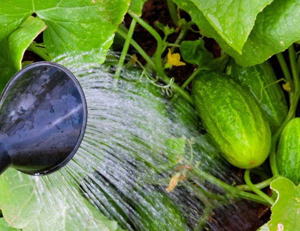 Kurgid juulis: pideva saagi saladus – üks kastmise nipp