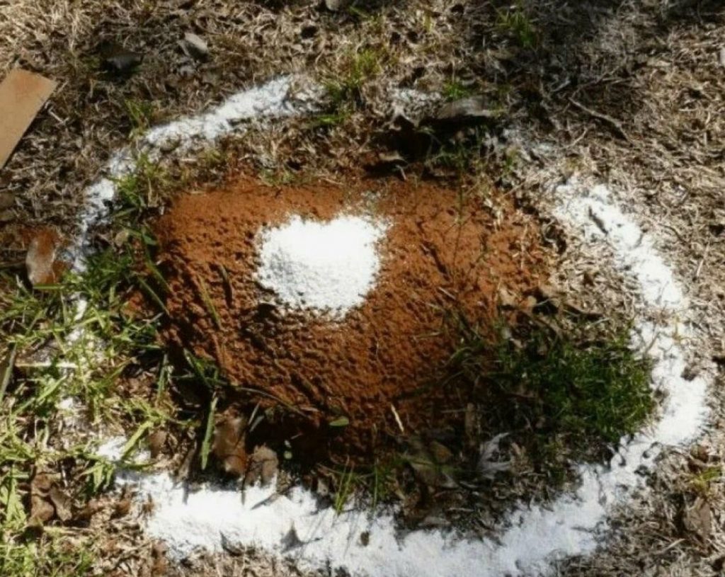 Maa-alune impeerium variseb kokku: üks tegevus, mis hävitab terve sipelgate koloonia