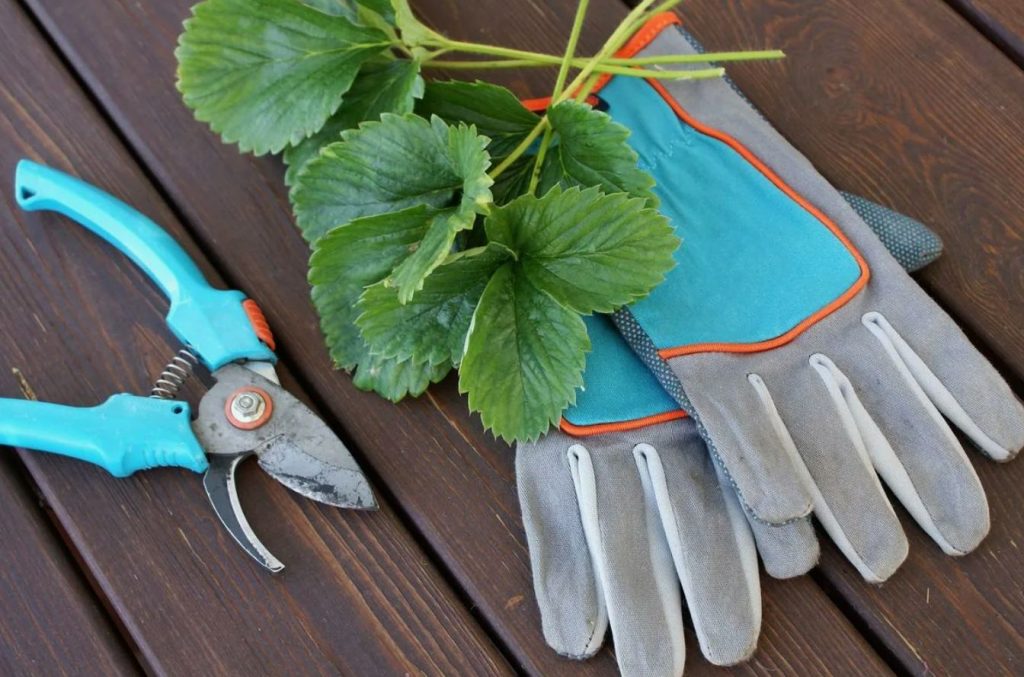 Pärast saagikoristust: mida tuleb kindlasti teha maasikatega juulis – vastasel juhul ei näe järgmisel aastal marju
