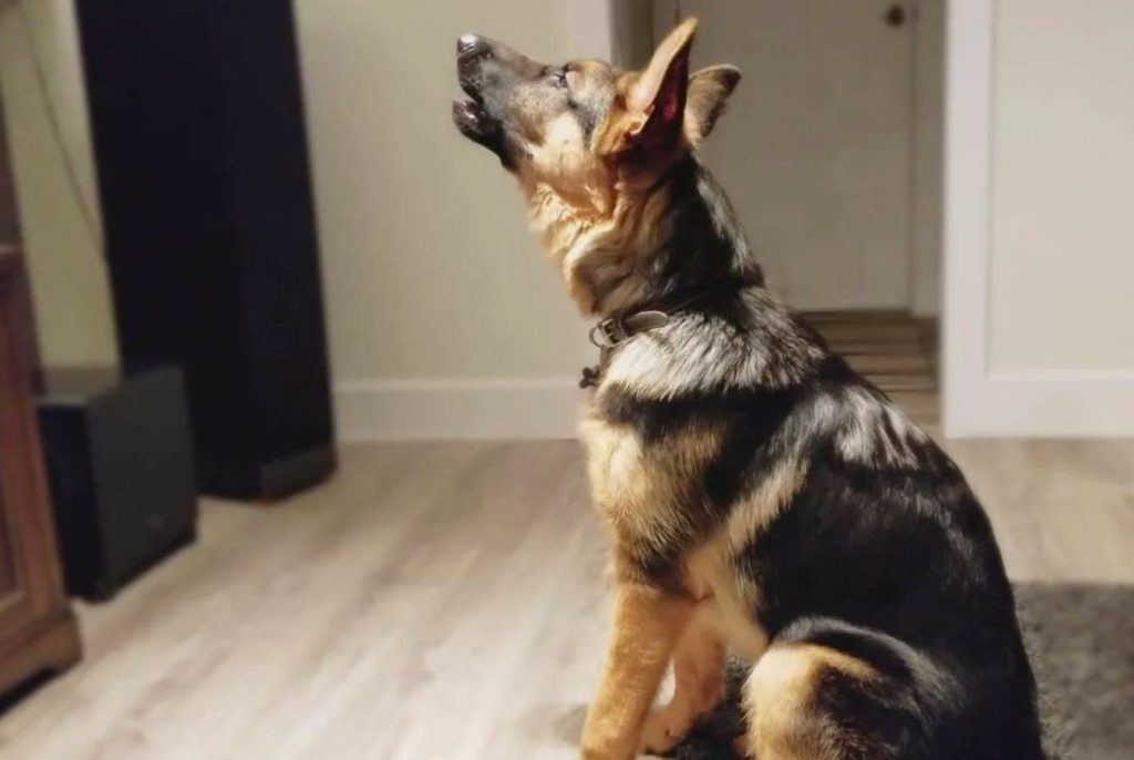 Miks teie koer vihkab üksi jääda? See ei ole kindlasti kapriis