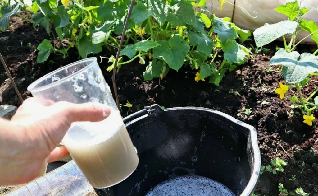 Rikkalik kurkide saak esimese kastmisega: kogenud aednike saladus