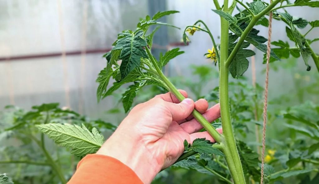 Juuli: millal täpselt tuleb eemaldada võrsed, et kiirendada tomatite kasvu