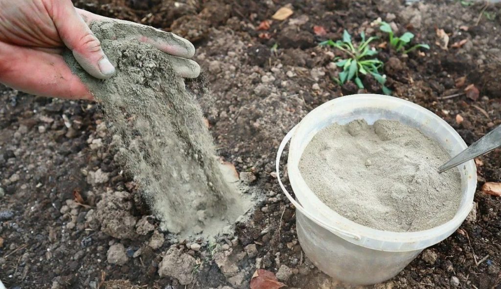 Tuhk väetise asemel: lihtne nipp, mis muudab tilli aromaatseks ja tugevaks