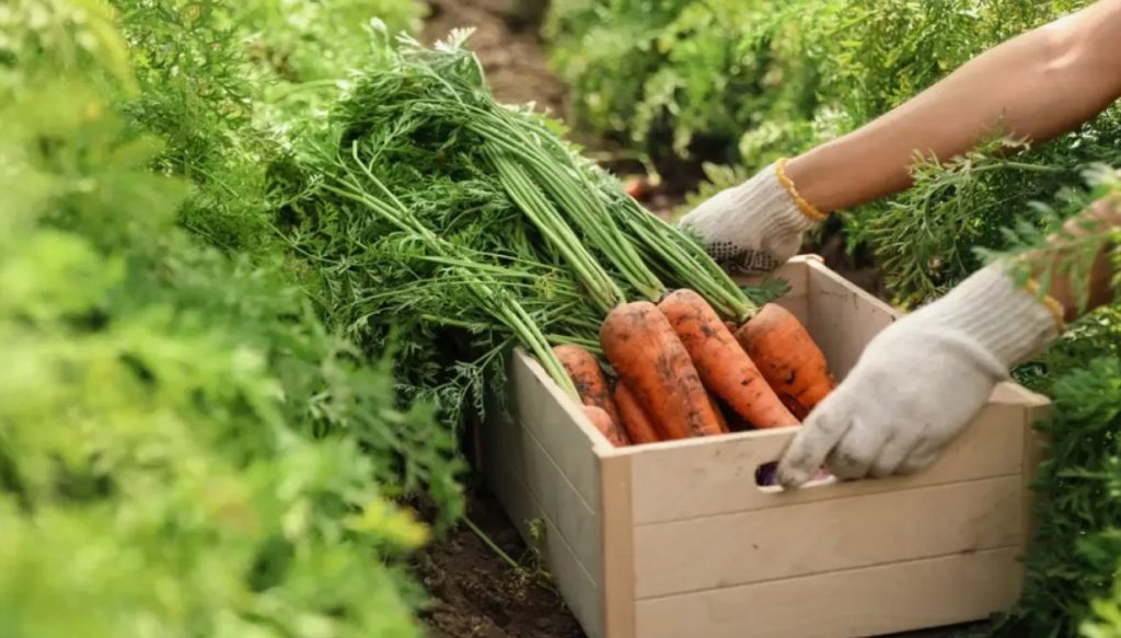 Agroonome poolt varjatud väetis: porgandid kasvavad mahlakad nagu arbuusid!