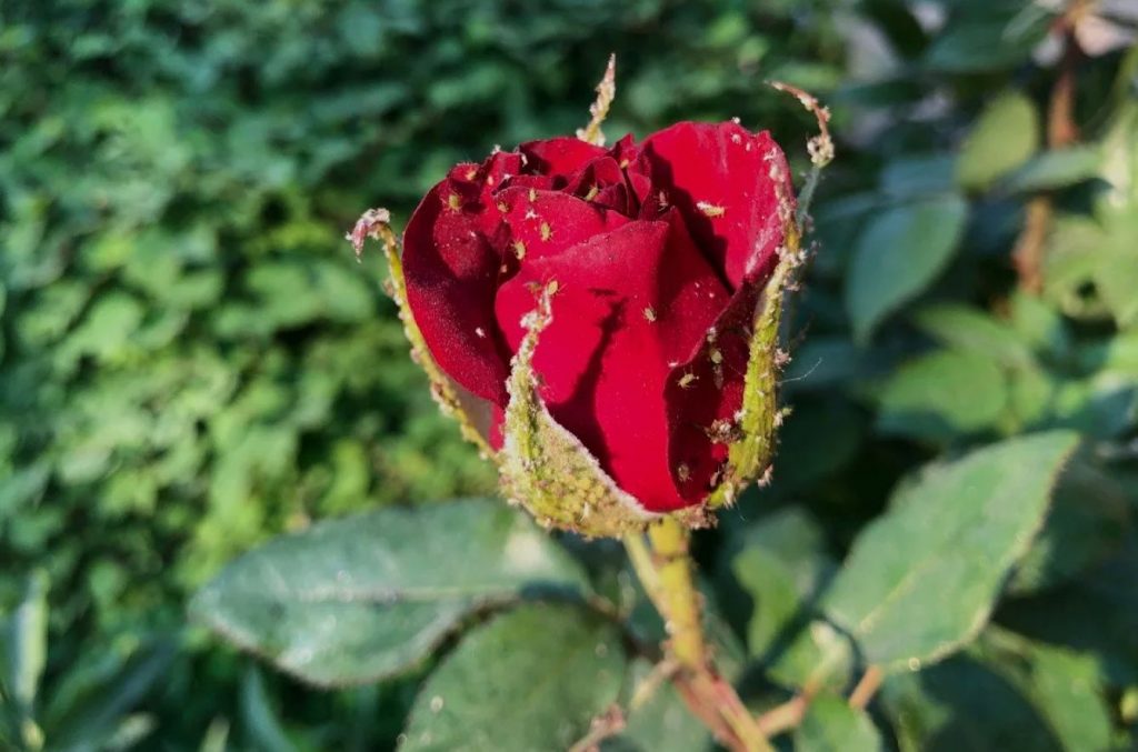 Lehtkirbud roosidel: looduslik pihusti, mida nad ei talu