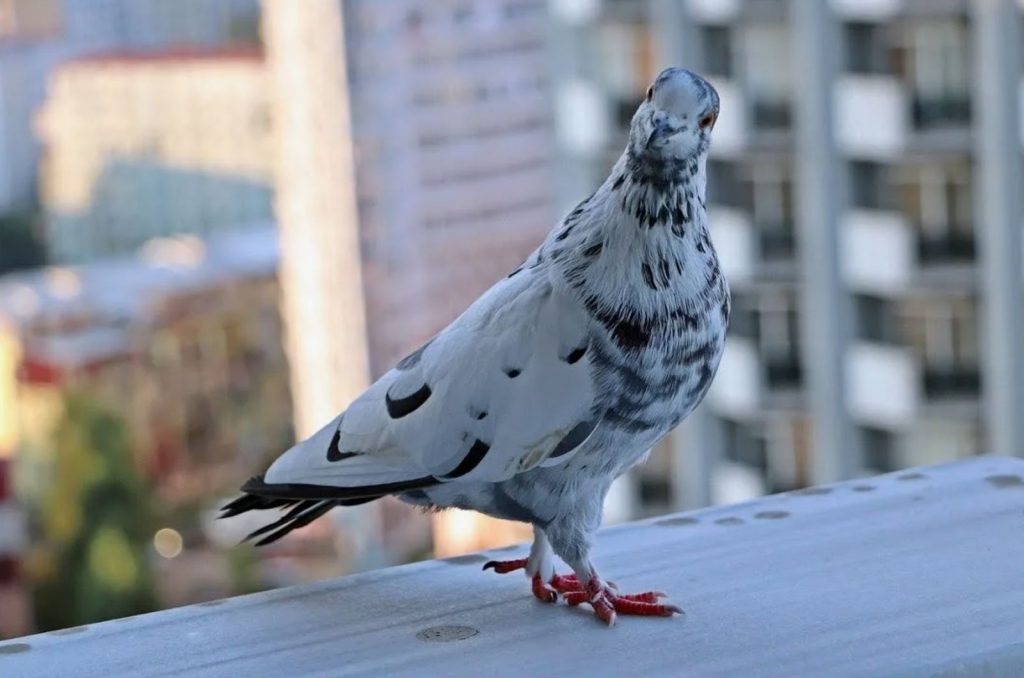 Pigeonid ründavad teie rõdusid: nii saate lihtsate looduslike pihustitega probleeme vältida