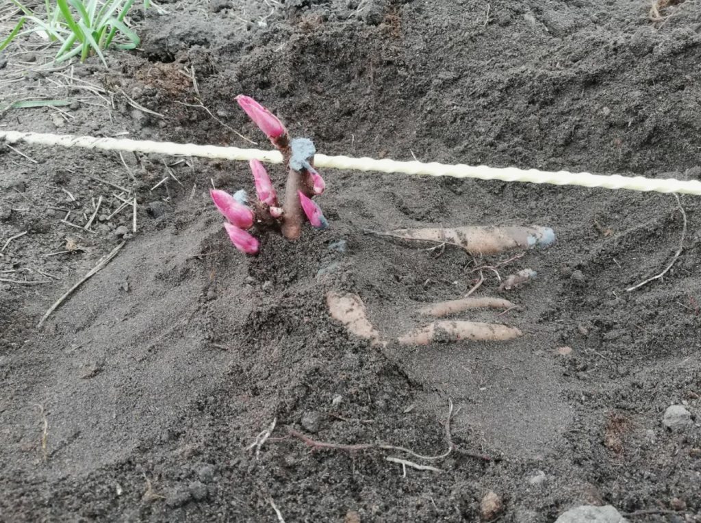 Jälle ei õitse pioonid? Milline saladus peitub lopsakas põõsas?