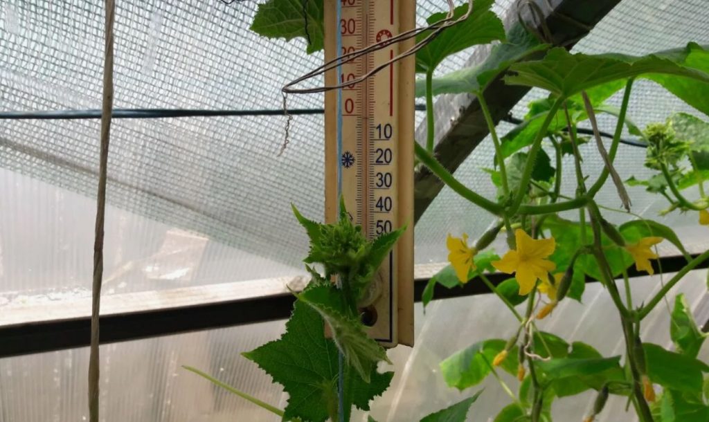 See väetis paneb tomatite lehed toruks keeruma: mida tuleb hoolduses muuta