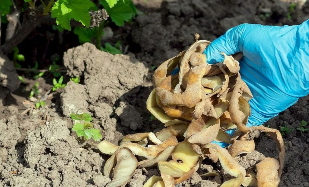 Kartulikoore saladused: kuidas tavaline jäätmed võivad muutuda kuldseks väetiseks
