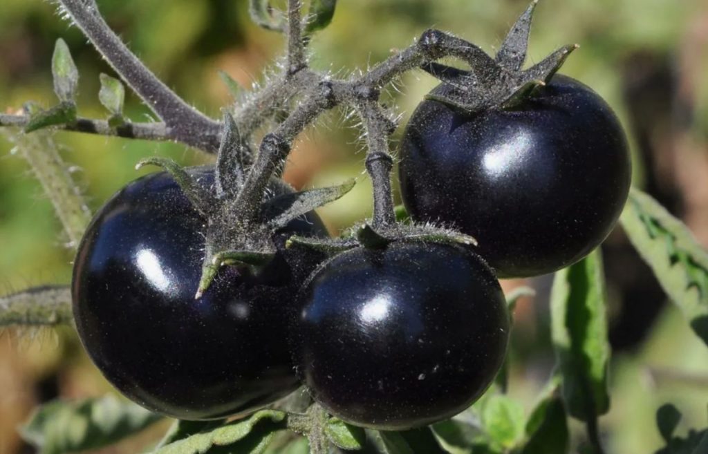 See tomati värv ajab naabrid hulluks: paljastame enneolematu saagi saladuse