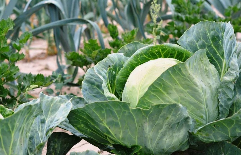 Elastsete kapsa peade saladus: kuidas kapsaid juulis ideaalse kuju saavutamiseks toita